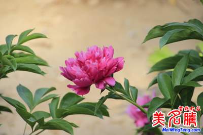2017年最具價(jià)值中國品牌100強(qiáng)(附100強(qiáng)品牌名字榜單)