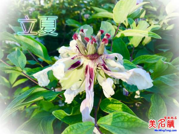 萬物生長的立夏節(jié)氣名字由來、夏季出生的寶寶起名參考
