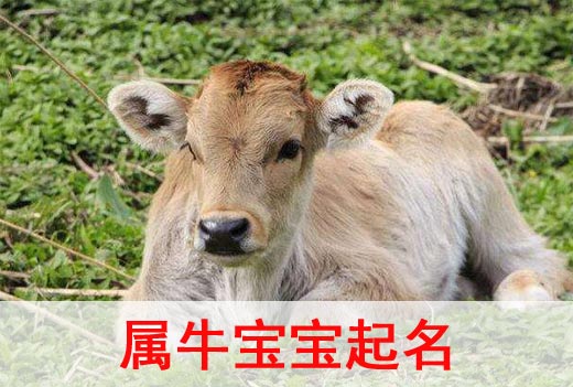 2021牛年寶寶起名取名宜用字都有哪些？